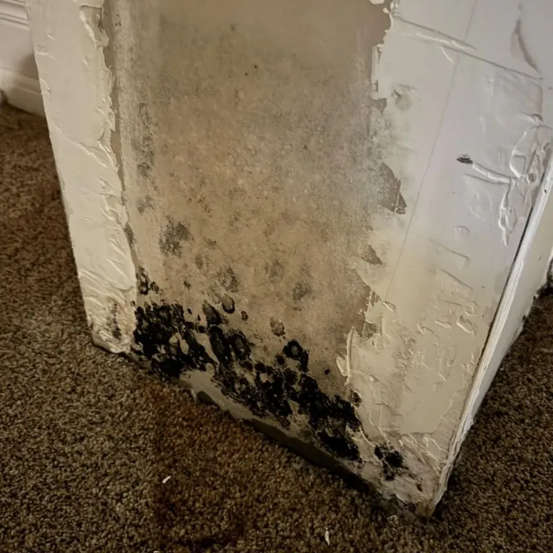 Professional Mold Removal in Sinton, TX